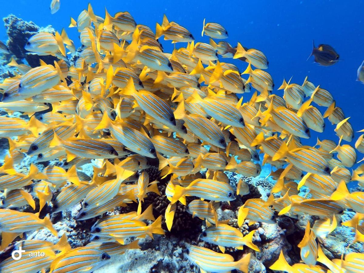 Hiraeth Island Home Guraidhoo  Buitenkant foto